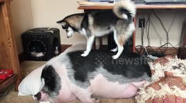 Piggy doesn't want to play with pomsky puppy