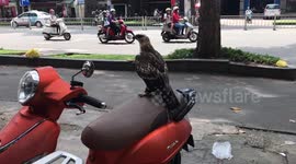Big Bird in Saigon city
