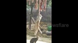 Cat jumps to get meat hanging in the air