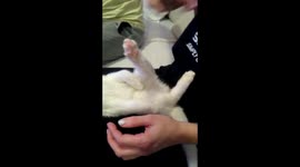 Cat enjoys. Funny video.