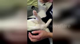 Newsflare Edit - Cat enjoys. Funny video.