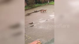 Hilarious viral video shows a randy fox trying to get in on some action being beaten off by a love rival - while mating with a vixen