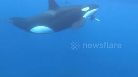Killer whale toys with live sea turtle