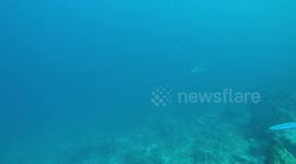 Whitetip shark