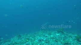 sharks around divers