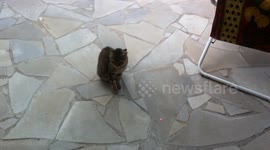 No F*cks Given By A Cat!