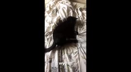 Loopy Black Cat On A Bed