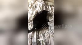 Newsflare Edit - Loopy Black Cat On A Bed