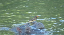 Oxpecker Birds standing on Hippo's head
