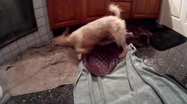 Crazy dog drying his back