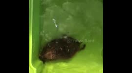 Hedgehog Hydrotherapy