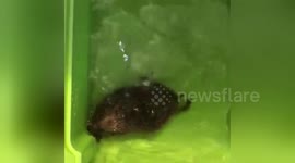 Newsflare Edit - Hedgehog Hydrotherapy