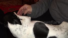 Cute Chihuahua dog wants some caress.