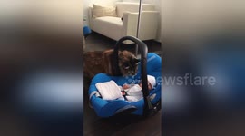 'Curious' cat meets new member of the family