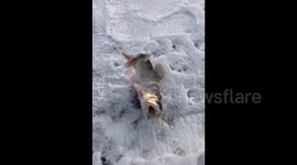 Frozen fish shivers on river bank as China temperatures hit -30C