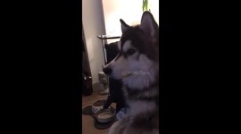 Husky loves watching his peers on TV