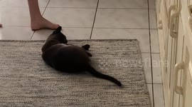 Catnip cat
