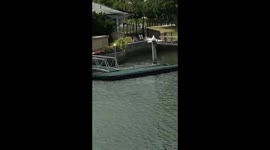 Australian man excitedly sees dolphins in a canal
