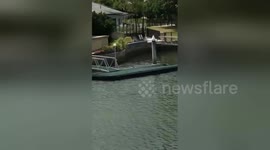 Newsflare Edit - Australian man excitedly sees dolphins in a canal