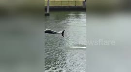 Man walks onto deck of home and sees amazing wild dolphin acrobatics