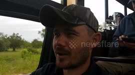 Wild Lions In The Streets Of Africa