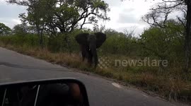 Young Male Elephant Comes Up Close To Safari Vehicle