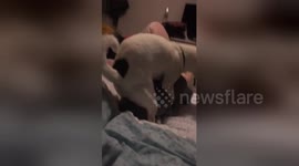 Newsflare Edit - HUMP DAY