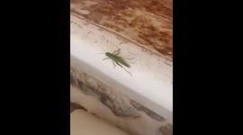 dancer grasshopper
