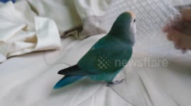 Bird like bubble wrap