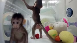 China's cloned monkeys play together in incubator