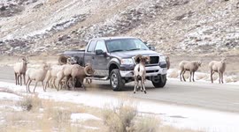 Bighorn Sheep Chase Truck