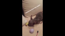 Chihuahua Olya eat apple