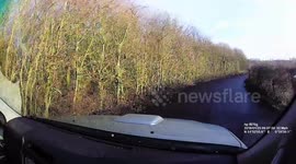Turkeys seen escaping through a hedge