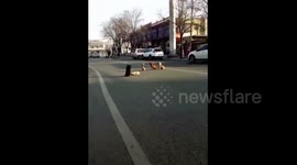 Four stray dogs watch over friend hit by car