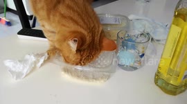Cat eats Parmesan cheese!