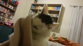 Tikka fights blanket!