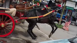 Coachman tries desperately to calm aroused horse at tourist spot