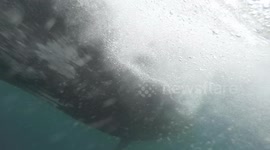 Sperm whale 3