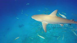 Shark casually swimming past while diving.Bahamas