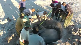 Tragic demise of baby elephant rescued by safari tourists