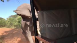 Terrifying moment wild elephant charges at safari vehicle and chips tusk in process