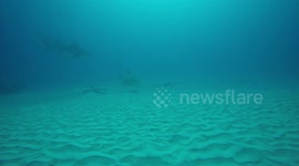 Dive with Bullsharks