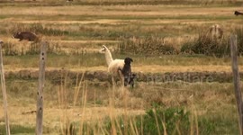 Dog wants to mate with a lama !