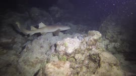 Shark on night dive