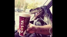 Raptor drinking a costa.