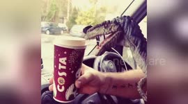 Newsflare Edit - Raptor drinking a costa.
