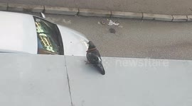 Pigeon with a bread necklace