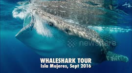 Whaleshark encounter
