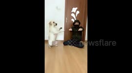 Ingenious dog mimics her owner's actions