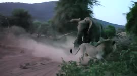 Mother elephant charges lion to protect newborn calf